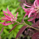 Loropetalum chinense rubrum Pipas Red (1)