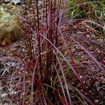 Miscanthus sinensis Ruby Cute