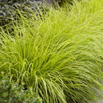 Pennisetum alopecuroides Lumen Gold (3)