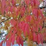 Prunus subhirtella Autumnalis Rosea (3)