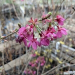Prunus campanulata Felix Jury (2)