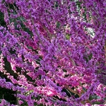 Cercis chinensis Avondale (1)