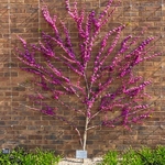 Cercis chinensis Avondale (2)