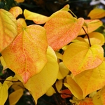Cercis chinensis Avondale