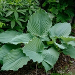 Hosta Diamond Lake
