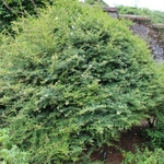 Ligustrum delavayanum (1)