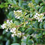 Ligustrum delavayanum (2)