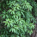 Pittosporum undulatum (2)