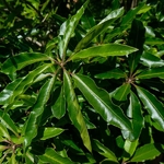 Pittosporum undulatum