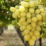 Vitis vinifera Italia