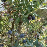 Vaccinium corymbosum Darrow