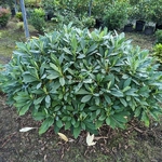 Edgeworthia chrysantha Grandiflora (2)