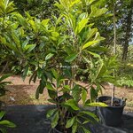 Eriobotrya japonica touffe