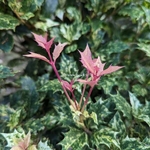 Osmanthus heterophyllus Goshiki