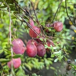 Vaccinium macrocarpum Bigpearl (1)