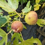Ficus carica Goutte d'Or (2)