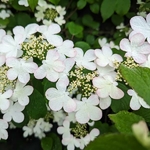 Viburnum plicatum Pinkawai (4)