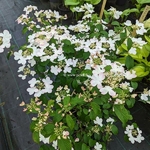 Viburnum plicatum Pinkawai (1)
