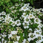 Viburnum plicatum Pinkawai (5)