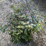 Viburnum plicatum Pinkawai