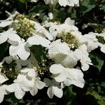 Viburnum plicatum Pinkimono (2)