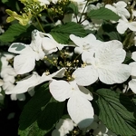Viburnum plicatum Pinkimono (3)