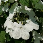 Viburnum plicatum Pinkimono (1)