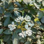 Viburnum plicatum Shirogami (1)