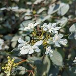 Viburnum plicatum Shirogami (3)