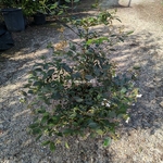 Viburnum plicatum Shirogami (4)