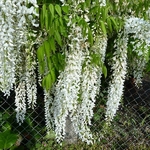 Wisteria floribunda Alba (2)