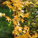 Acer palmatum Bi Hoo (1)