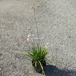 Tulbaghia violacea Kilimanjaro (2)