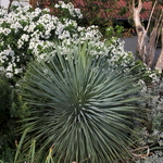 Yucca rostrata Sapphire Skies