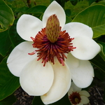 Magnolia wieseneri Charm & Fragrance (1)