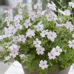 Geranium Dreamland (2)