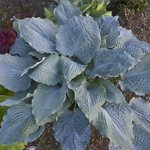 Hosta Diamond Lake (2)