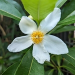 Gordlinia grandiflora (1)