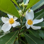Gordlinia grandiflora (2)