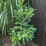 Gordlinia grandiflora