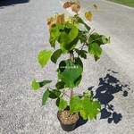 Cercis canadensis Hearts of Gold