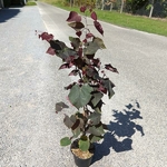 Cercis canadensis Red Force