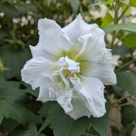 Hibiscus mutabilis blanc double 1 (2)