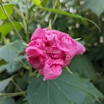 Hibiscus mutabilis blanc double 1 (3)