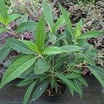 Hydrangea longifolia (1)