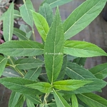 Hydrangea longifolia (2)