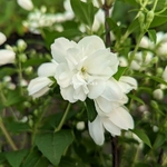Philadelphus Little White Love  (2)