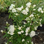 Philadelphus Little White Love  (3)