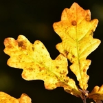 Quercus robur (5)