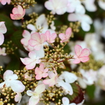 Viburnum plicatum Pinkawai